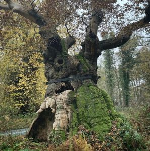 Featured Image for “Feeding the roots”